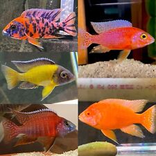 cichlid 10 african for sale cichlid 10 african for sale Somerville