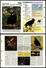 Hill mynah 200 for sale  SLEAFORD