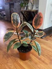 Ficus ruby pink for sale  Evanston