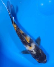 5.5 show koi for sale  Arlington