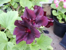 Regal pelargonium springfield for sale  ADDLESTONE