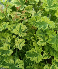 Pelargonium creamy nutmeg for sale Pelargonium creamy nutmeg for sale  BARNET