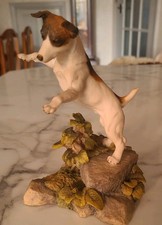 Jack russell terrier for sale  NOTTINGHAM