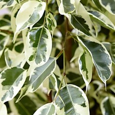 Pianta ficus twilight usato  Torre Canavese