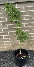 Acer palmatum kashima for sale  Independence