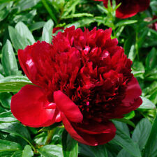 Semi peonia red usato  Trappeto