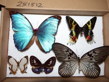 Insekten schmetterlinge trop gebraucht kaufen  Pliezhausen