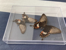 Sm. entomology decor for sale  Temecula