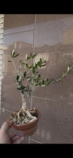 Ulivo bonsai shohin usato  Italia