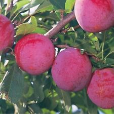 Crisp sweet tangy for sale  ROCHDALE
