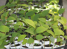 Cherimoya annona cherimola for sale  Fountain Valley