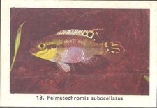 Rizla exotic aquarium for sale  MATLOCK
