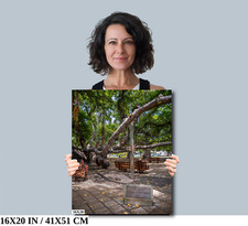 Dossel da natureza: Banyan Tree retrato havaiano arte de parede Maui impressão em tela de metal comprar usado  Enviando para Brazil