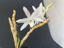 Dendrobium moniliforme vareiga for sale  Santa Barbara