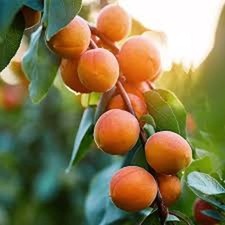 Apricot tree starter for sale  Tazewell