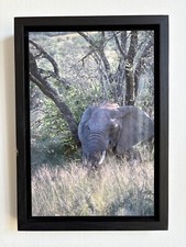 Hochwertiger fotoprint elefant gebraucht kaufen  Burscheid