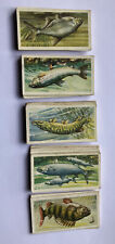 Freshwater fish brooke for sale  HARROGATE