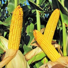 Wapsie valley grazing for sale  Pittsburgh