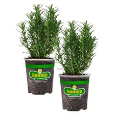 Oz. rosemary plant for sale  USA