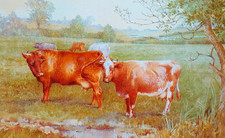 Dairy shorthorn cows for sale  NELSON
