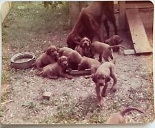 Irish setter dog for sale  Lewisville