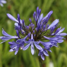 Agapanthus africanus blue for sale  RAMSGATE