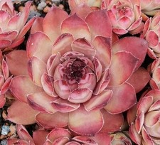 Sempervivum lynn rose gebraucht kaufen  Selters