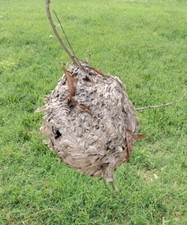 Bee wasp hornets for sale  Tilghman