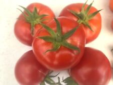 Tomatensamen moldawische fleis gebraucht kaufen  Hanhofen