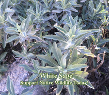 White sage seeds for sale  Inglewood