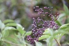 Sambucus nigra schwarzer gebraucht kaufen  Westerstede