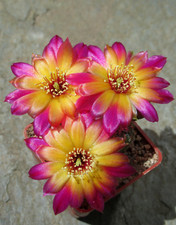 Cactus cactus sulcorebutia usato  Spedire a Italy