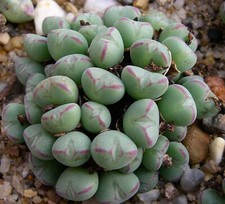 Conophytum meyeri subsp. d'occasion  Expédié en France