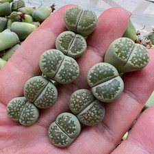 Lithops salicola malachite gebraucht kaufen  München