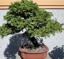 Semi thuja occidentalis usato  Milano