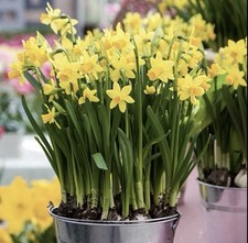 Tete tete bulbs for sale  BLACKBURN