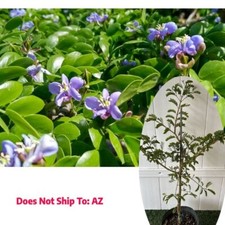 Live plant lignum for sale  Miami