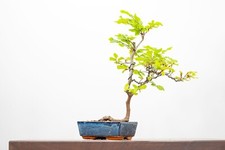 Bonsai beech blue for sale  DERBY