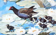 tunnicliffe for sale tunnicliffe for sale NELSON