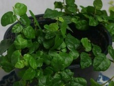 Creeping climbing fig for sale  RAMSGATE