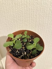 Portulacaria afra elephant for sale  GLOUCESTER