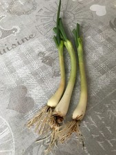 Plants oignons rocamboles d'occasion  Plaisance-du-Touch