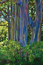 Rainbow eucalyptus seeds for sale  Ravensdale