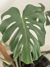 Monstera deliciosa large for sale  FRODSHAM