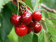 Semi ciliegio prunus usato  Trappeto