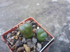 Conophytum pellucidum 5km for sale  CANTERBURY