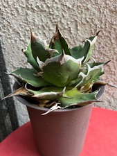 Agave titanota beautiful for sale  Encino