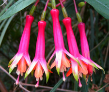Fuchsia denticulata 9cm for sale  BECCLES