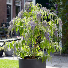 Buddleia plant wisteria for sale  PETERBOROUGH