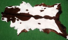 Goat western taxidermy for sale  Taylor